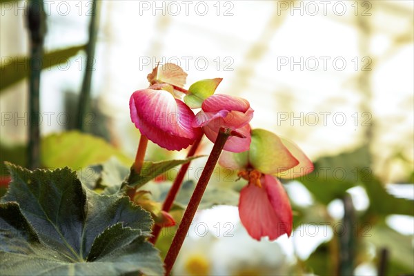 Pink begonia in full bloom at the Road Company garden Mussourie