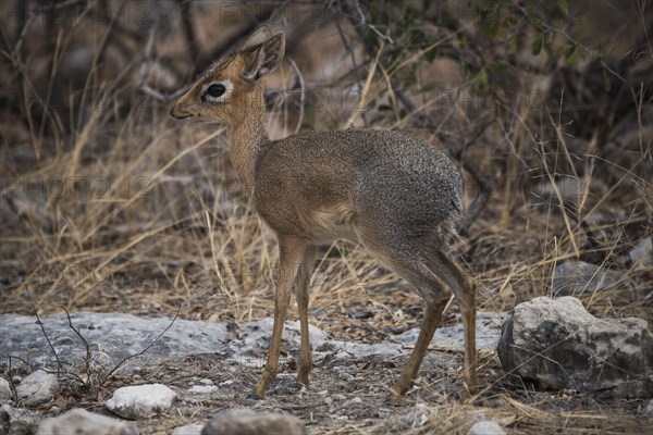 Kirk dikdik or kirk's dik-dik