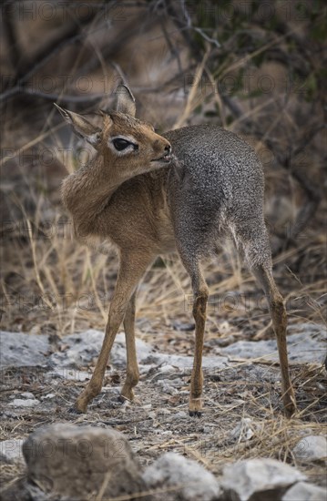 Kirk dikdik or kirk's dik-dik