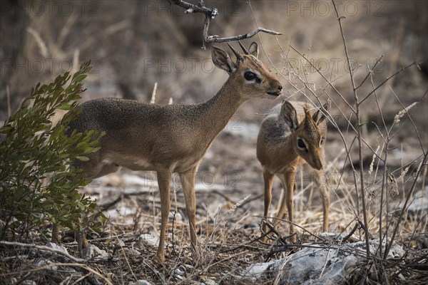 Kirk dikdik or kirk's dik-dik