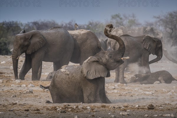 African elephants