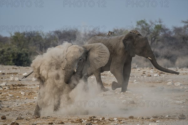 An African elephant