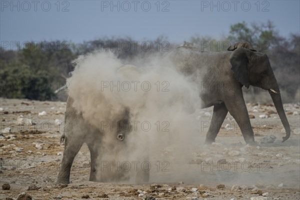 An African elephant