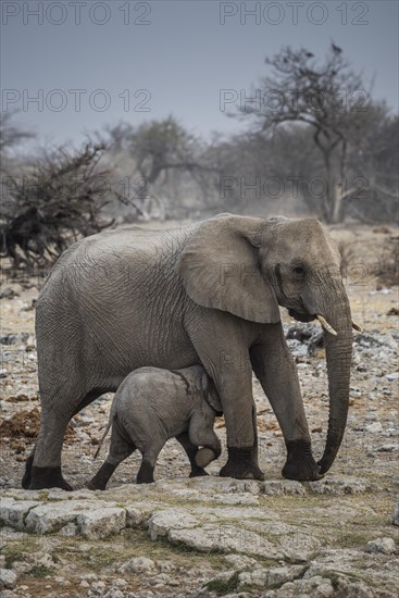 African elephant