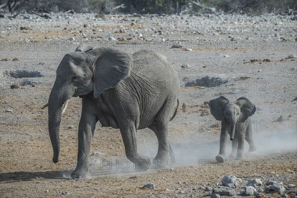 African elephant