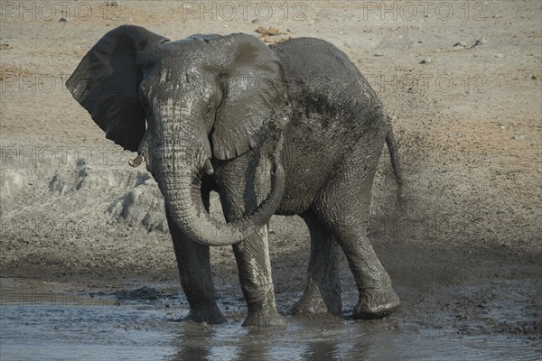 An African elephant