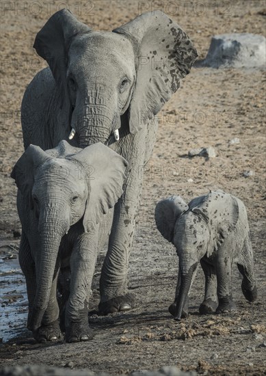 African elephant