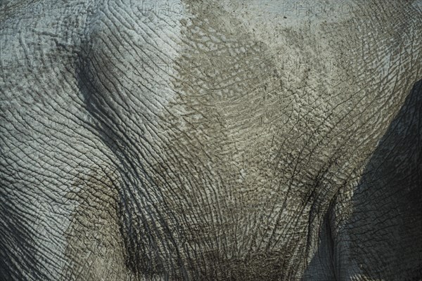 Skin of an African elephant