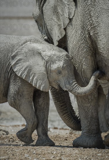 Young African elephant