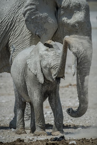 A young African elephant