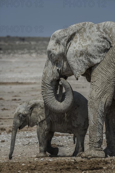 Young African elephant