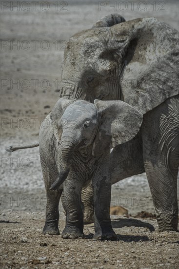 Young African elephant