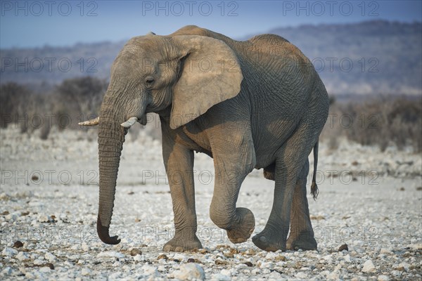 African elephant