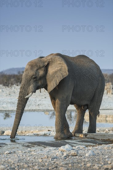 African elephant