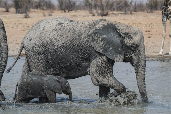 Young African elephant