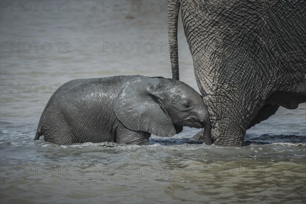 Young African elephant