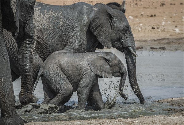 Young African elephant