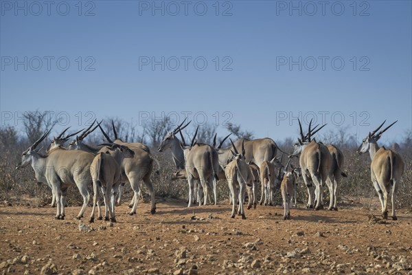 A herd of common elands
