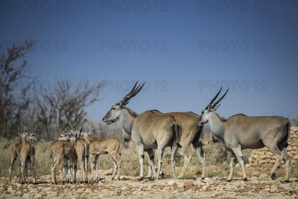 Common elands