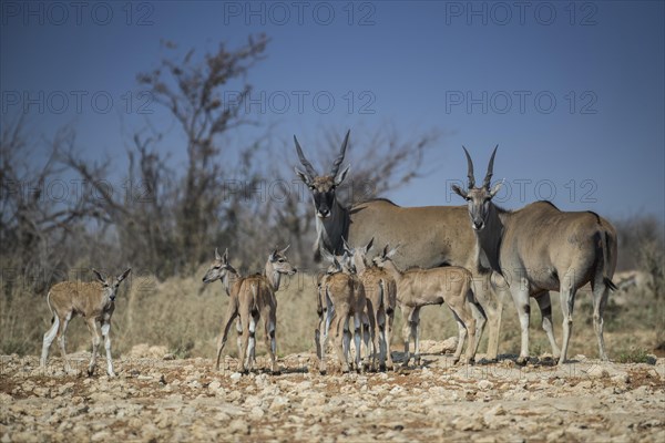 Common elands