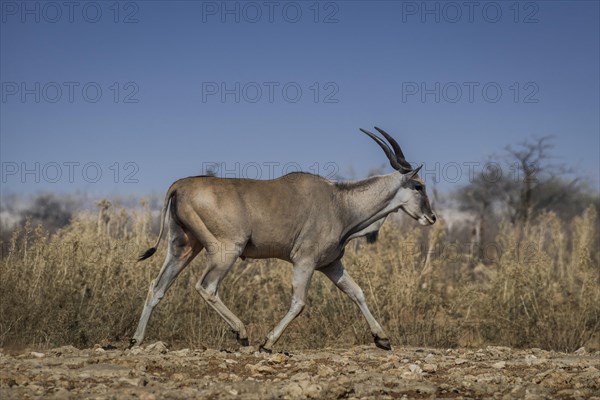 Common eland