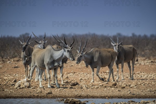 Common elands