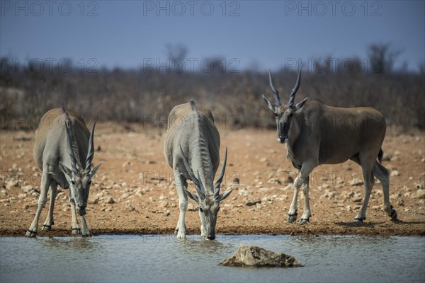 Common elands