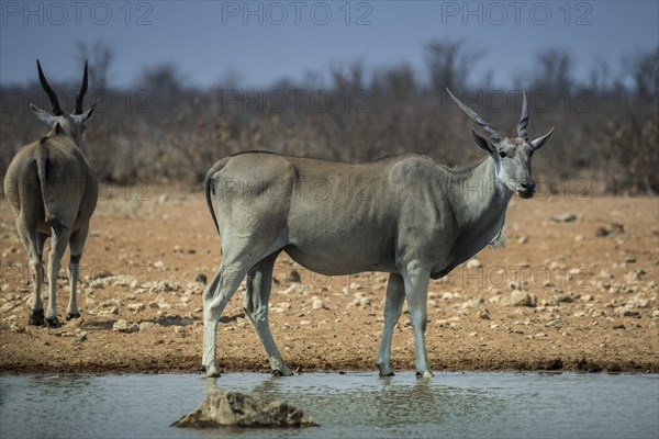 Common elands