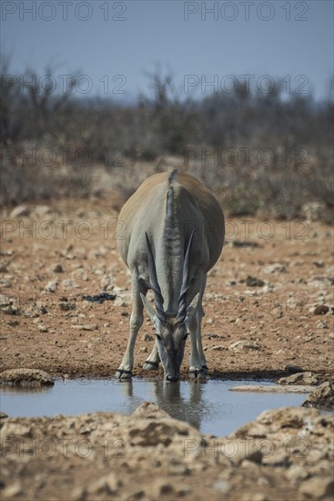 Common eland