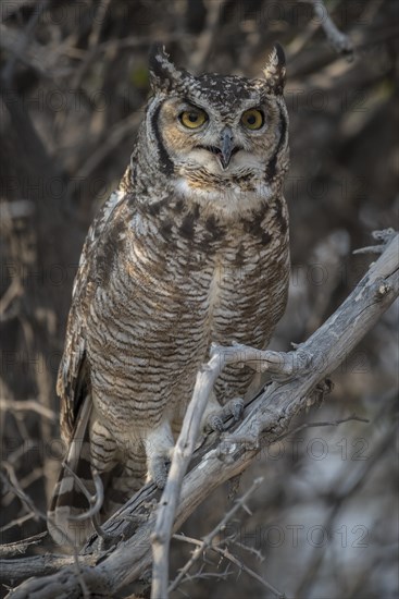 Spotted eagle-owl