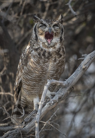 Spotted eagle-owl