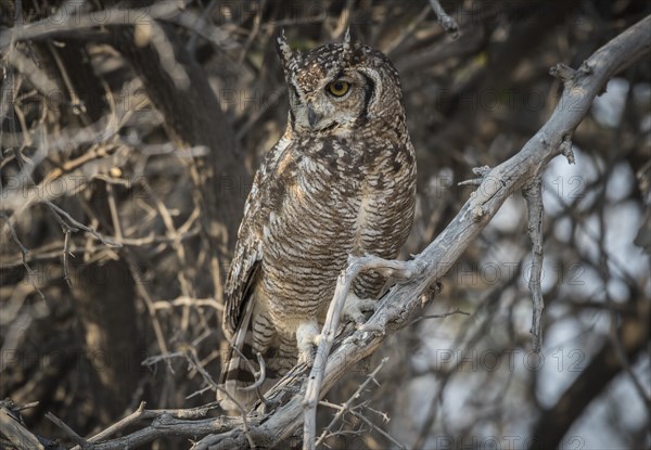 Spotted eagle-owl