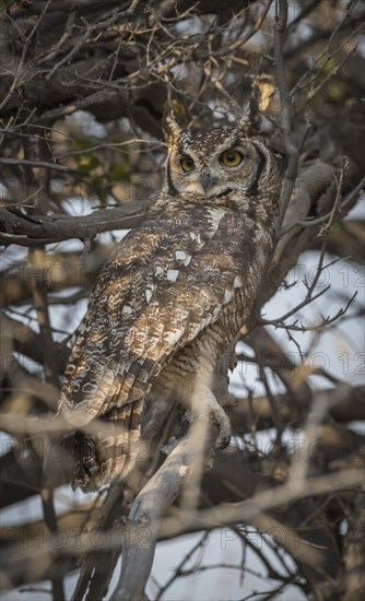 Spotted eagle-owl