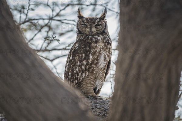 Spotted eagle-owl