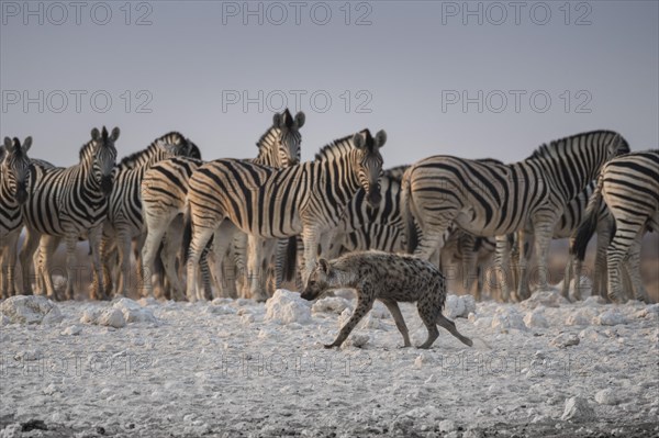 Spotted hyena