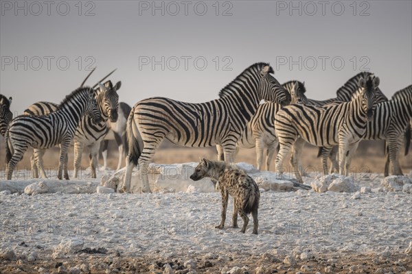 Spotted hyena