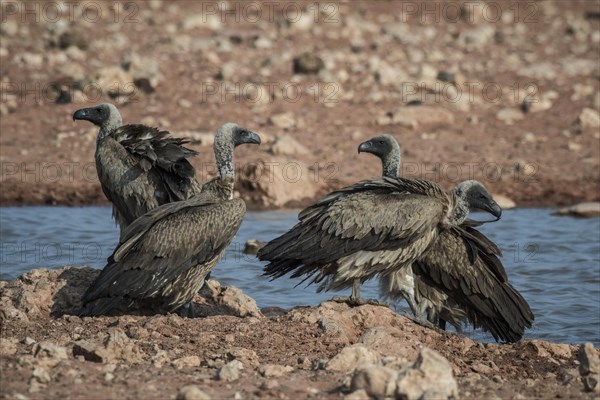 Four white-backed vulture