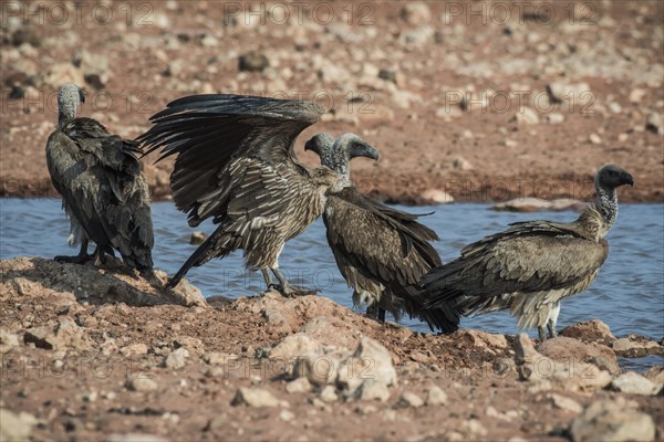 Four white-backed vulture