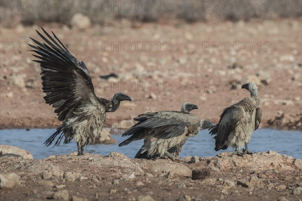 White-backed vulture