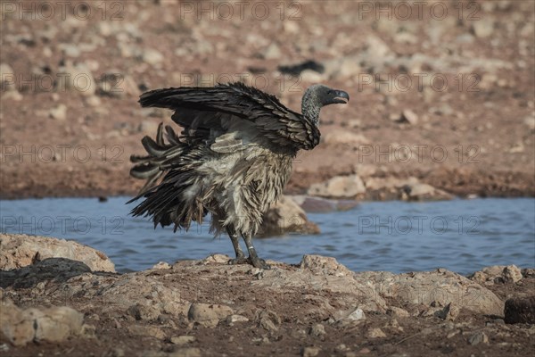 A white-backed vulture