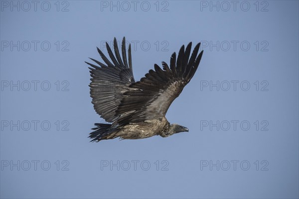 White-backed vulture