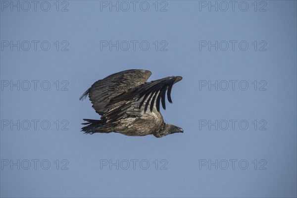 White-backed vulture