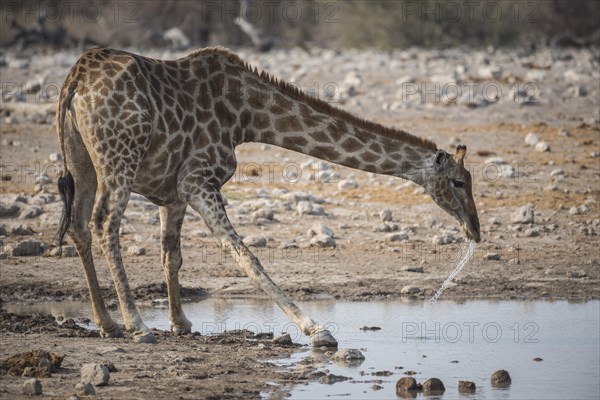 Angolan giraffe