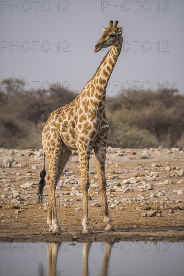 Angolan giraffe