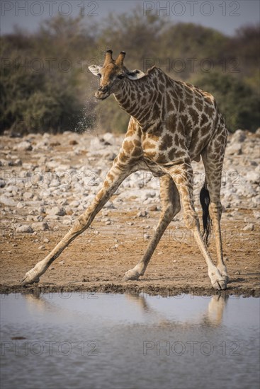 Angolan giraffe