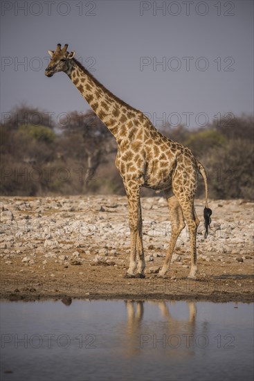 Angolan giraffe