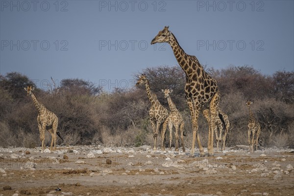 Angolan giraffes