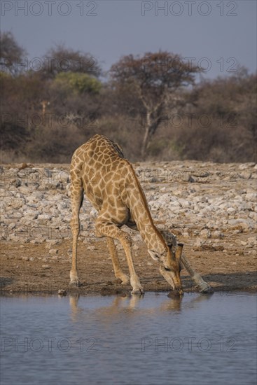 Angolan giraffe