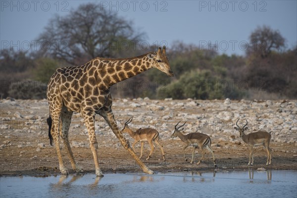 Angolan giraffe