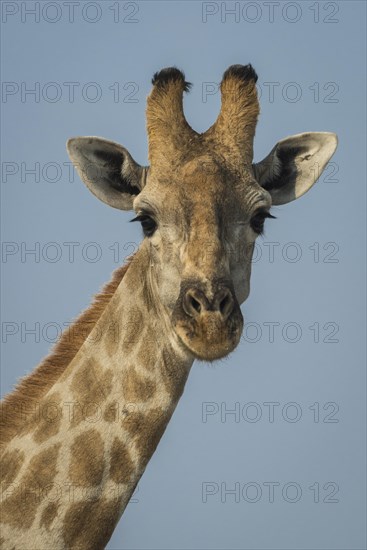 Angolan giraffe